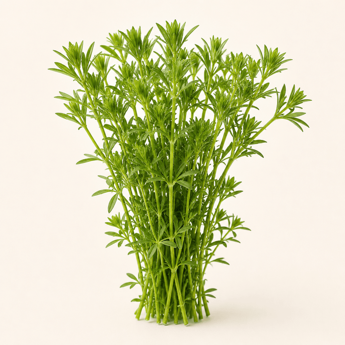 Cleavers Aerial Parts Botanical Photo