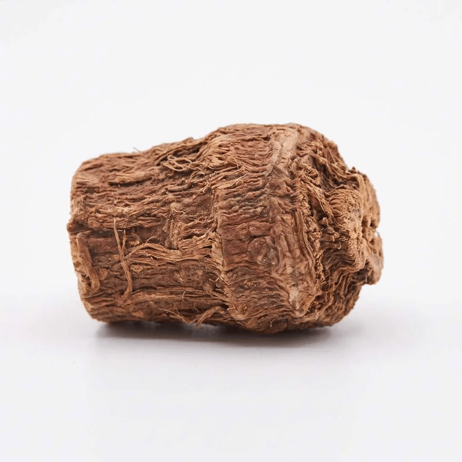 Stillingia Root Botanical Photo