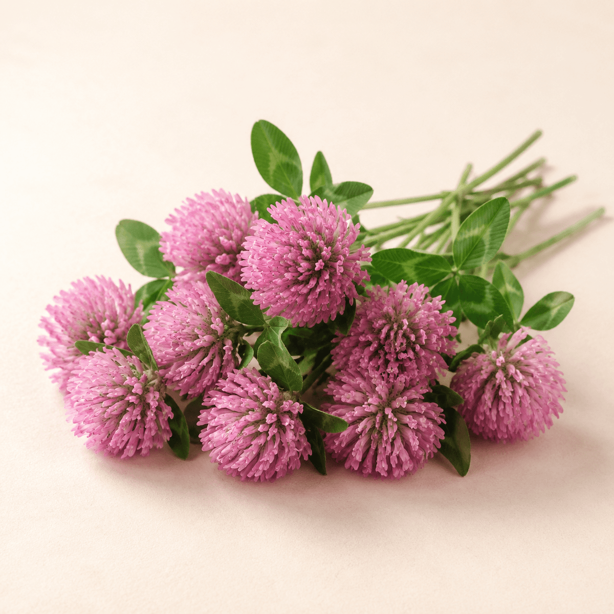 Red Clover Flower Botanical Photo